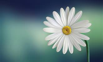 A white flower