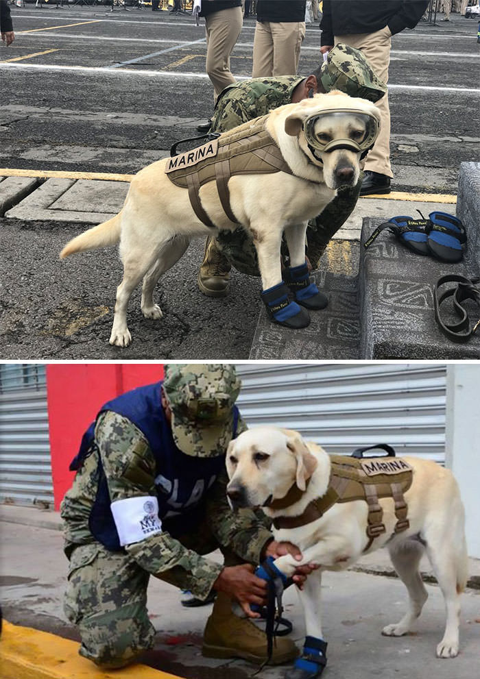 Hero Dogs