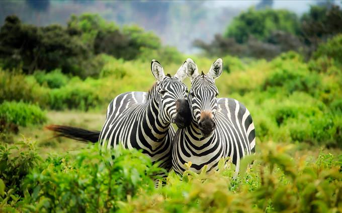 2 zebras in the wild