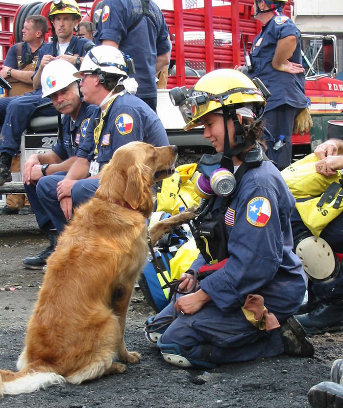 Hero Dogs