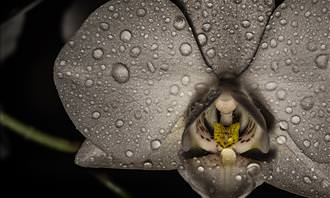 close-up of white flower