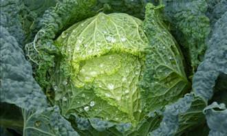 green cabbage