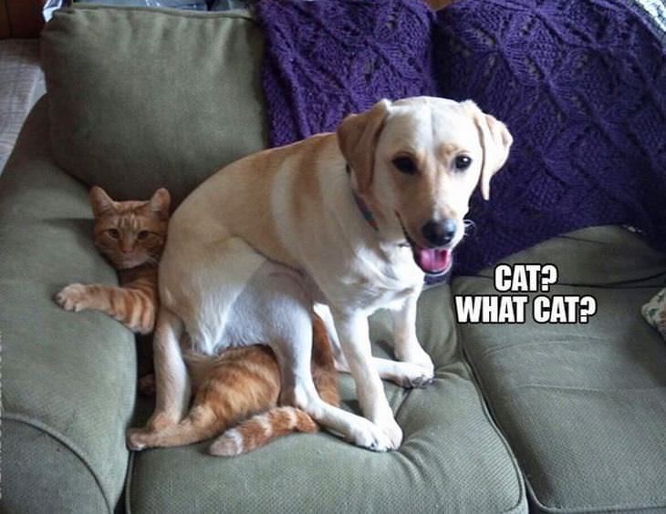 15 Funny Photos of Dogs Getting Up to No Good