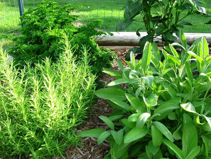 Herbs: Parsley