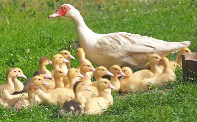 mother and ducklings
