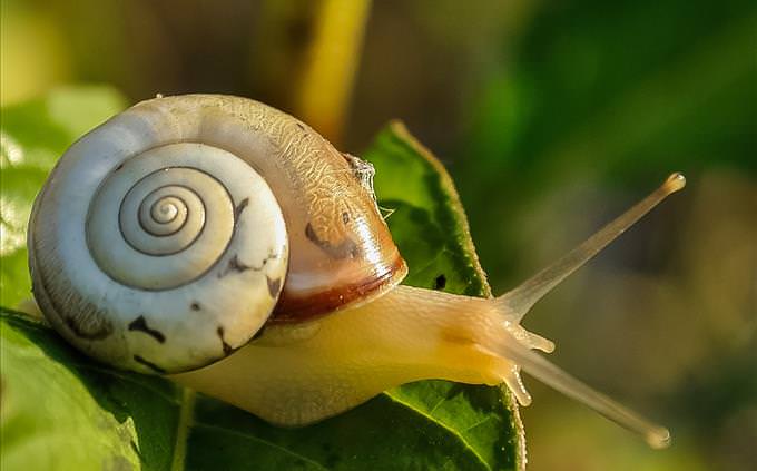 snail on leaf