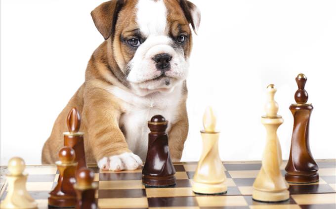 bulldog playing chess