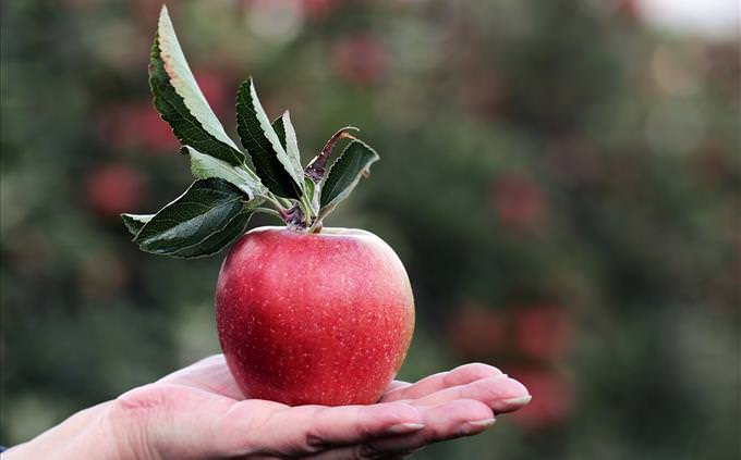 holding an apple