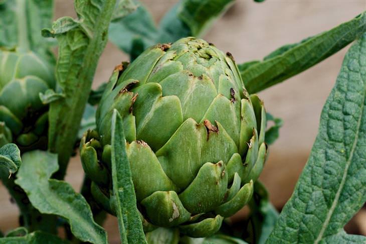 artichoke