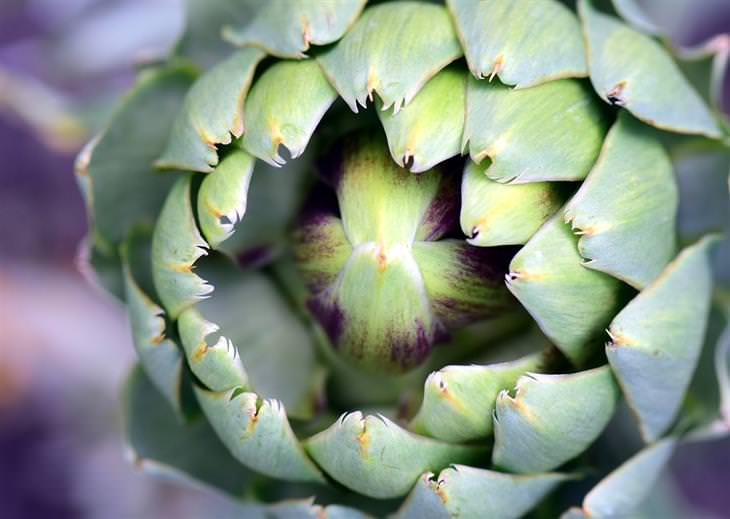 artichoke