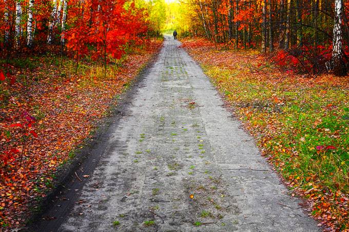 Autumn path