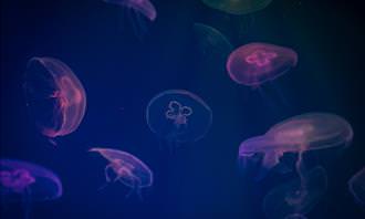 luminescent jellyfish