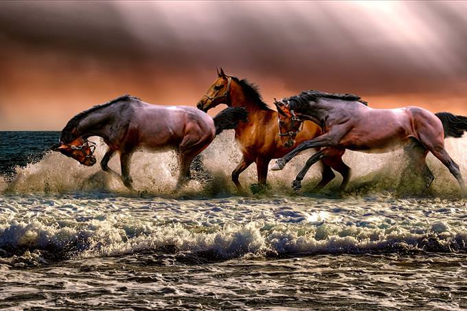 horses running