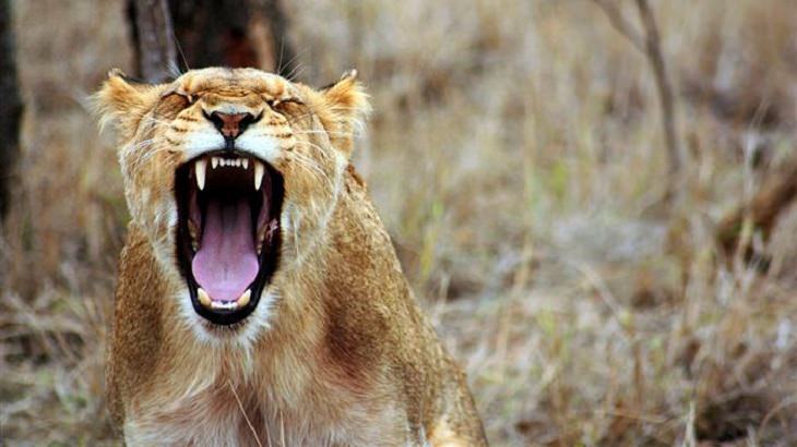 lion roaring