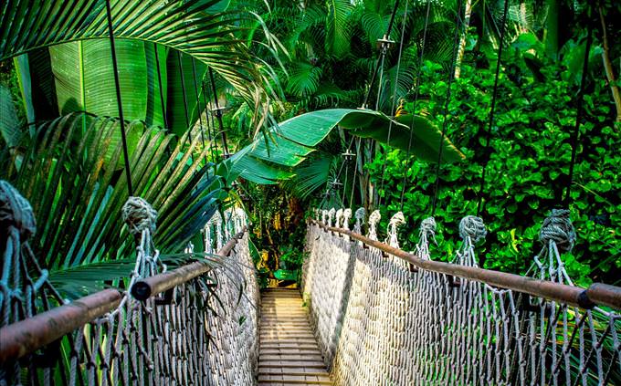 simple bridge in the jungle