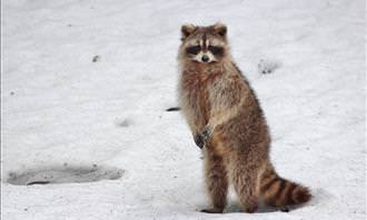 raccoon in snow
