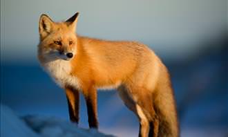 fox in snow