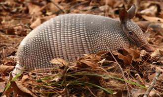 armadillo