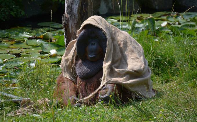 orangutan in zoo