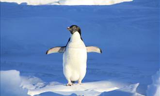penguin on ice