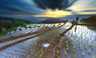 sun rising over Japanese rice terraces