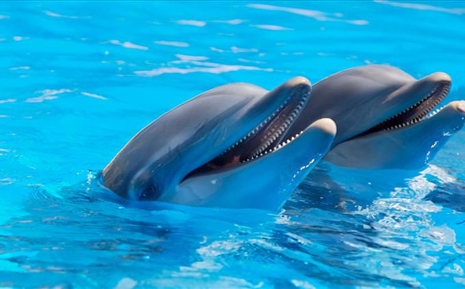 2 dolphins in a pool