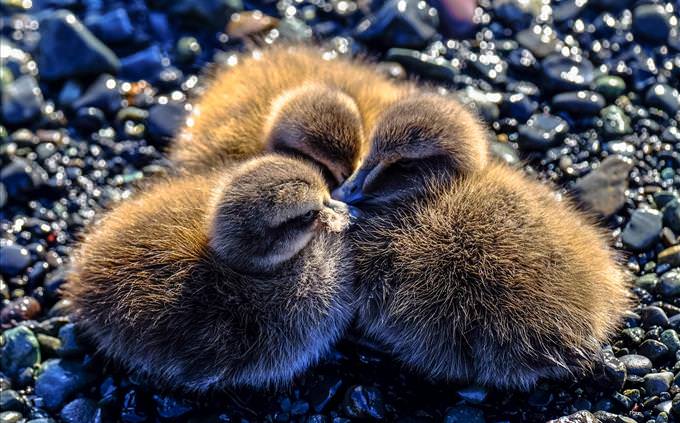 3 cute ducklings