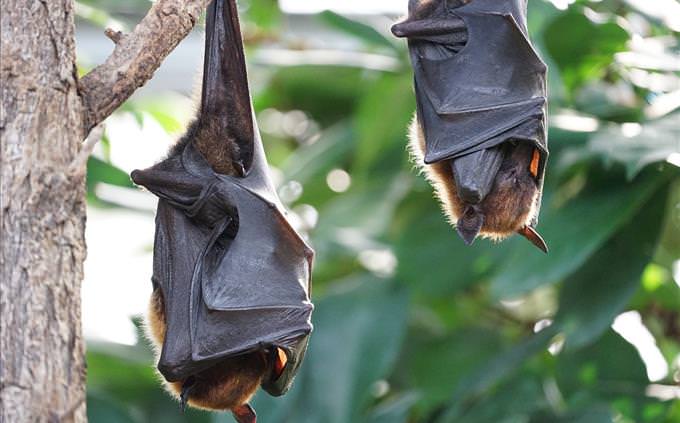 2 bats sleeping in a tree