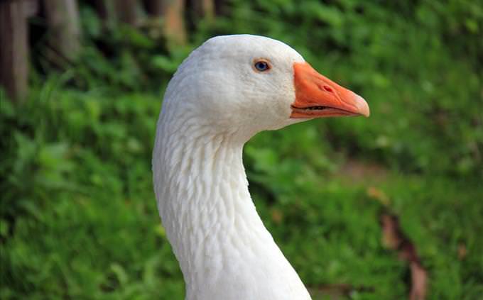 close-up of a white goose
