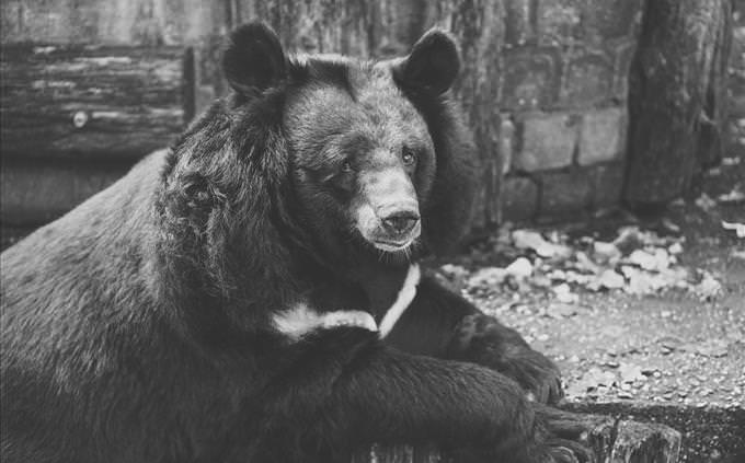 sad bear