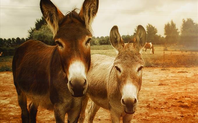 2 donkeys in a field