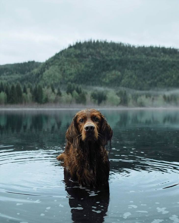 dog-in-norway
