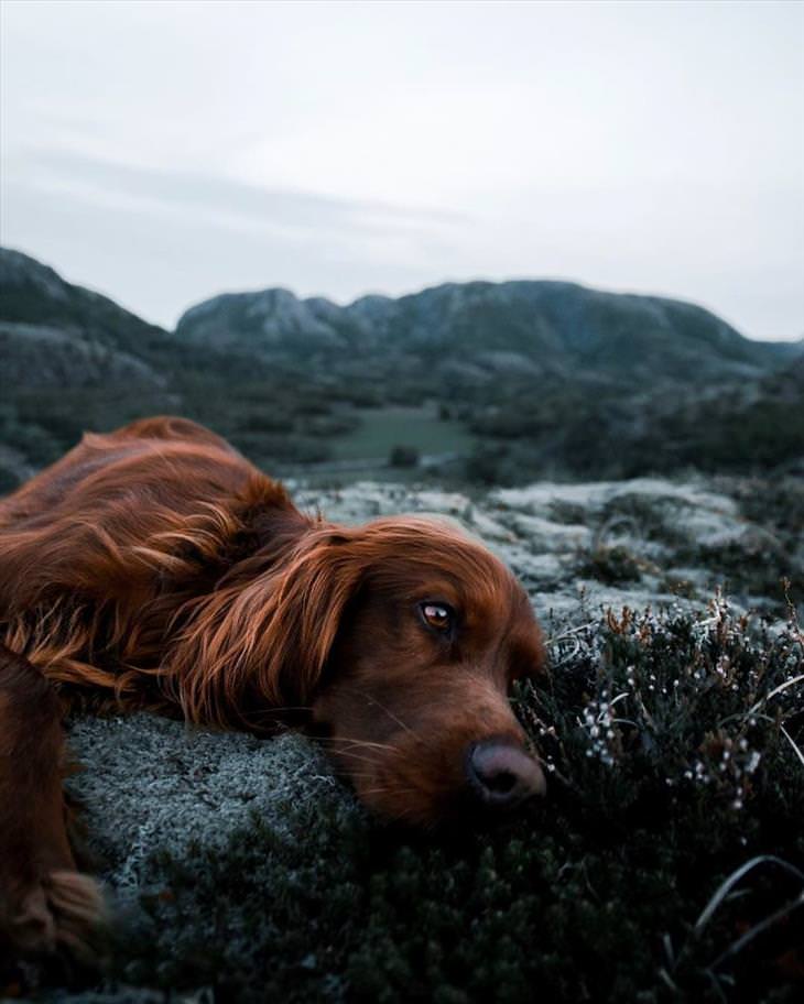 dog-in-norway