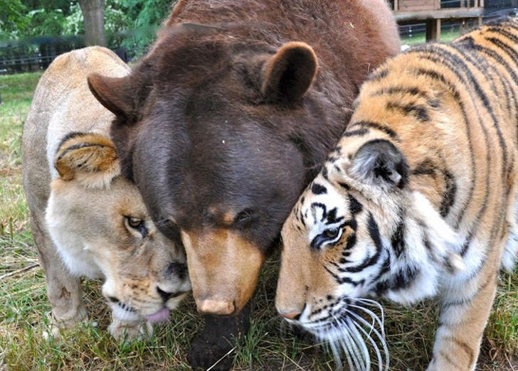 animals and lasting friendships