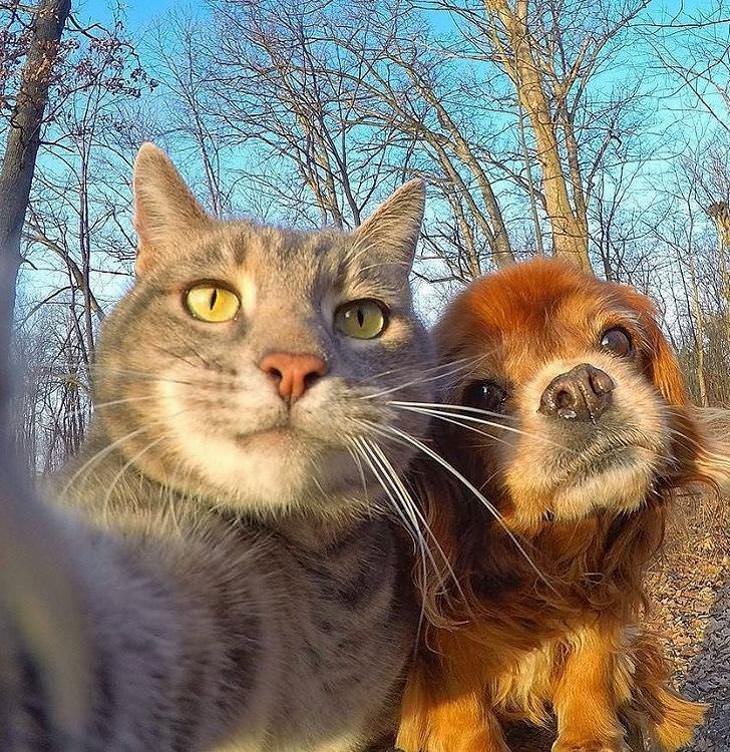 selfie cats