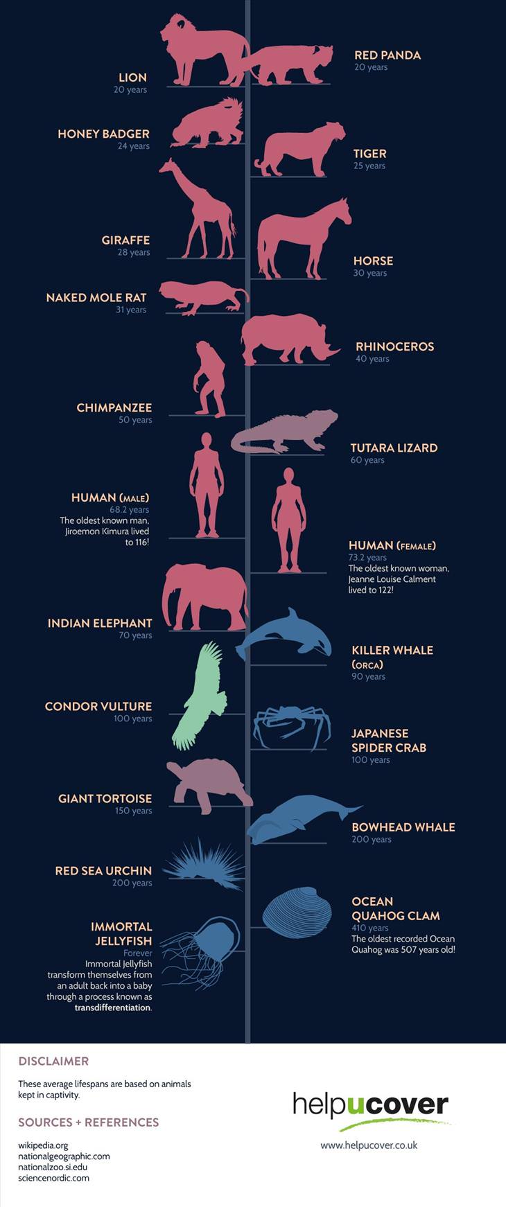 Here's How Long Different Animals Live For