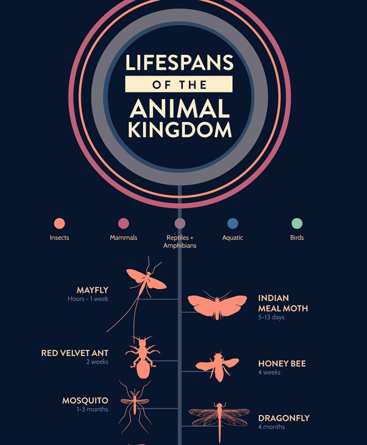 Animal Lifespan