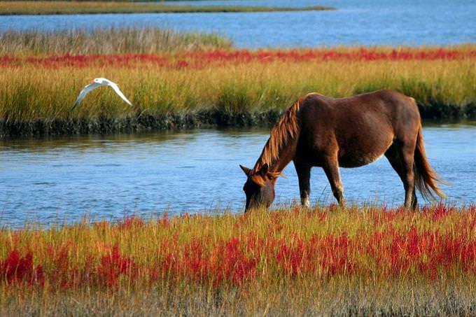 A horse and bird in nature