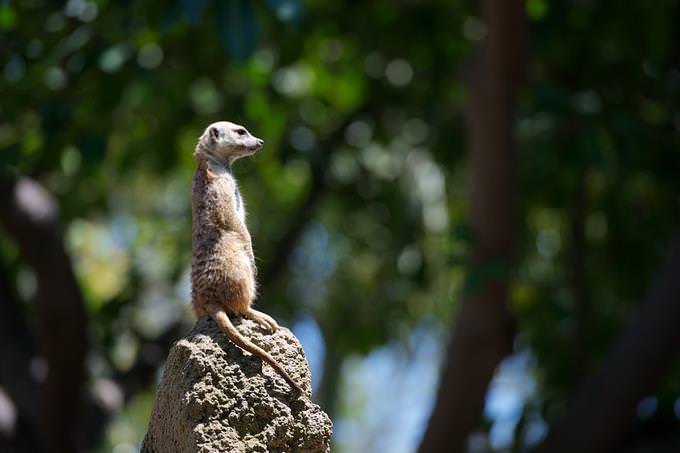 A Suricata standing on a rock