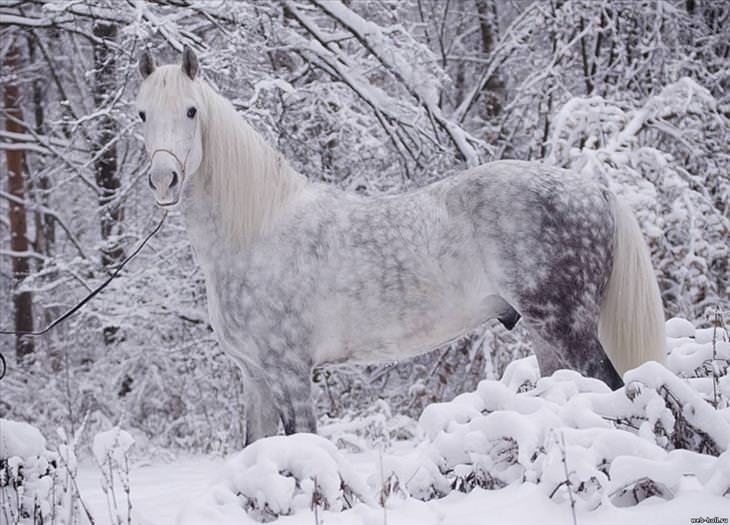 15-most-beautiful-horse-breeds