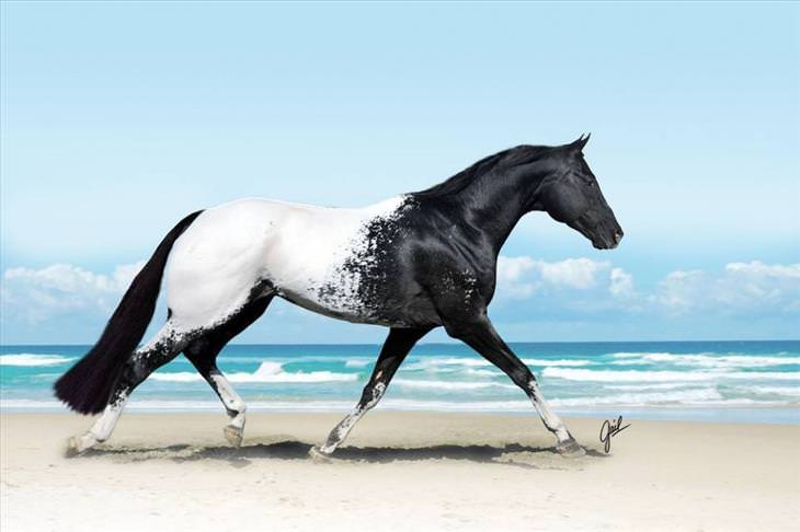 15-most-beautiful-horse-breeds