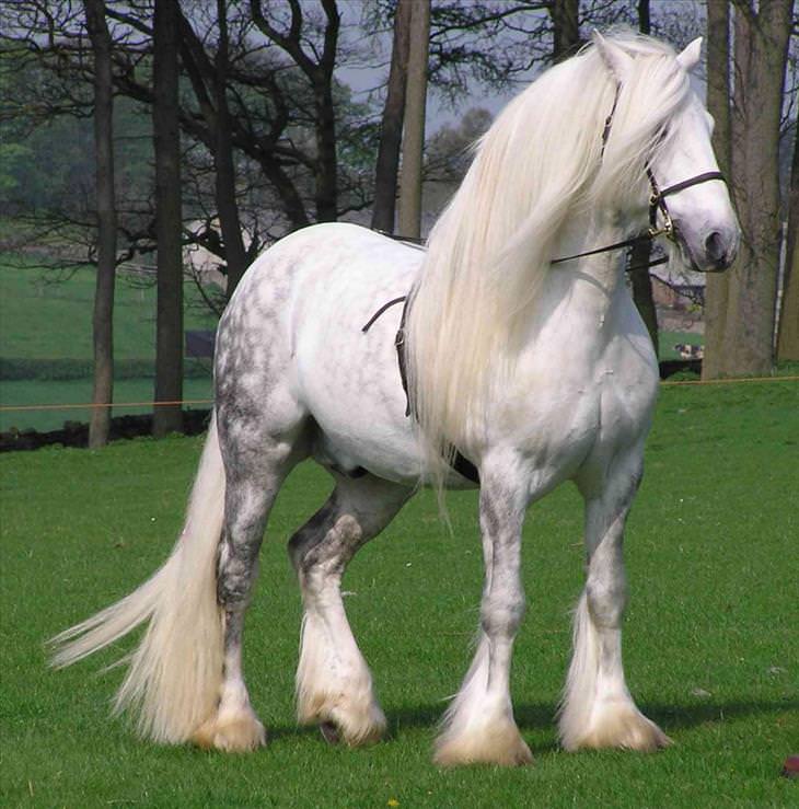 Most Beautiful Breed Horse In The World