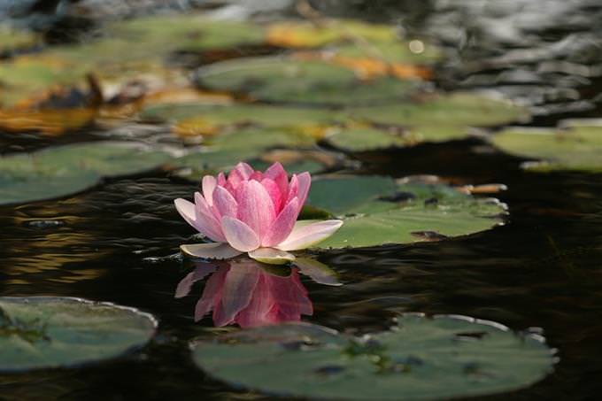 A flower floating in the water