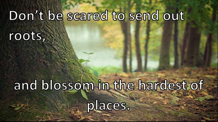 Don’t be scared to send out roots and blossom in the hardest places.