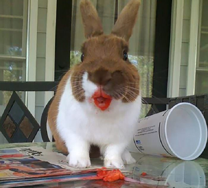 animales comiendo