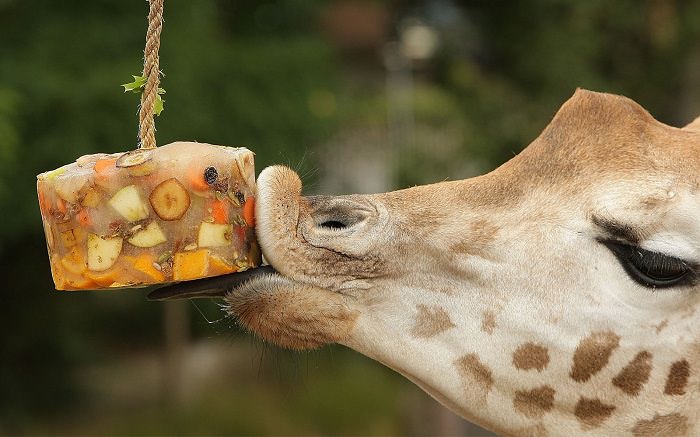 animales comiendo