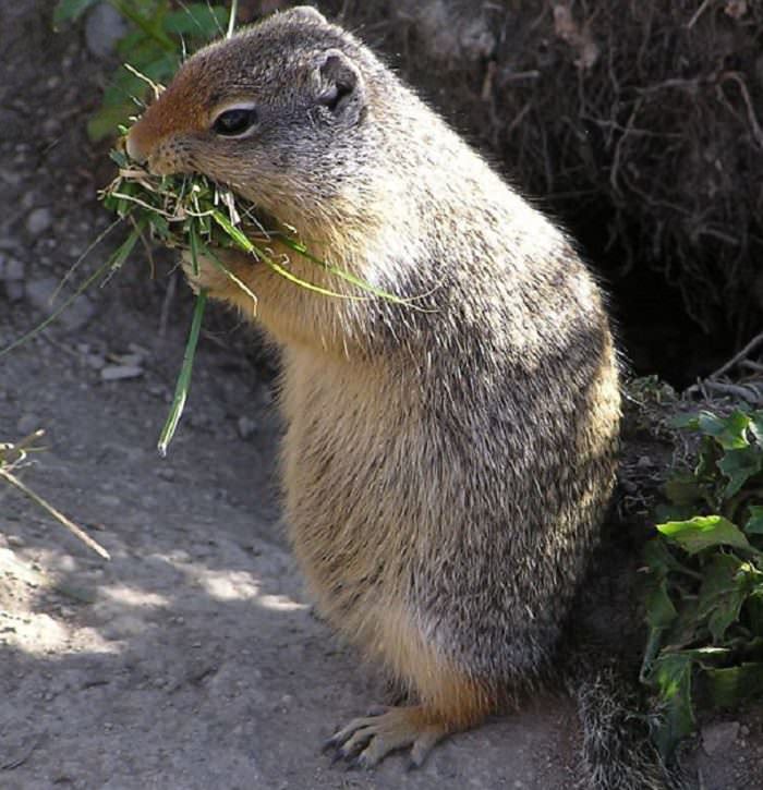 animales comiendo