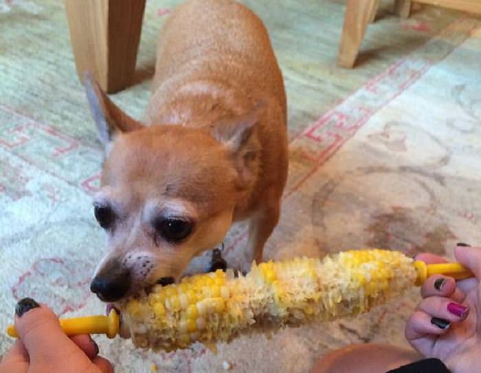 animales comiendo