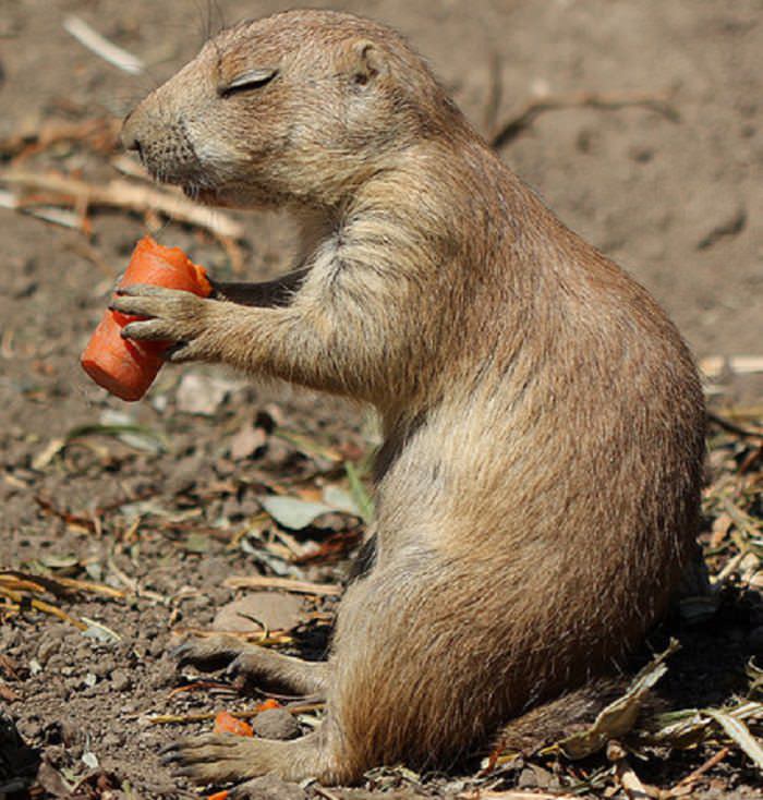 animales comiendo