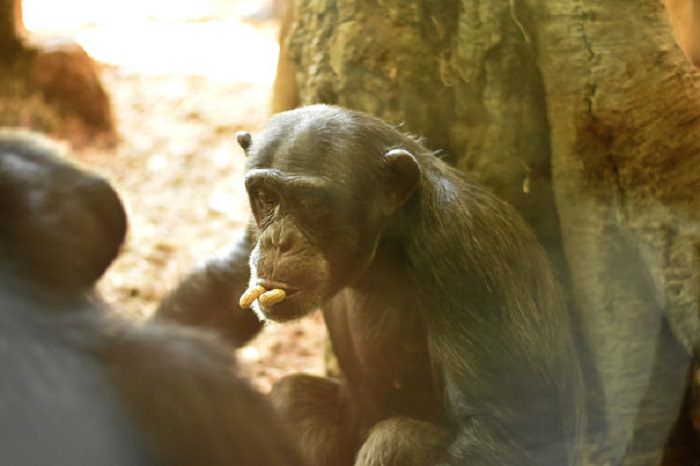 animales comiendo